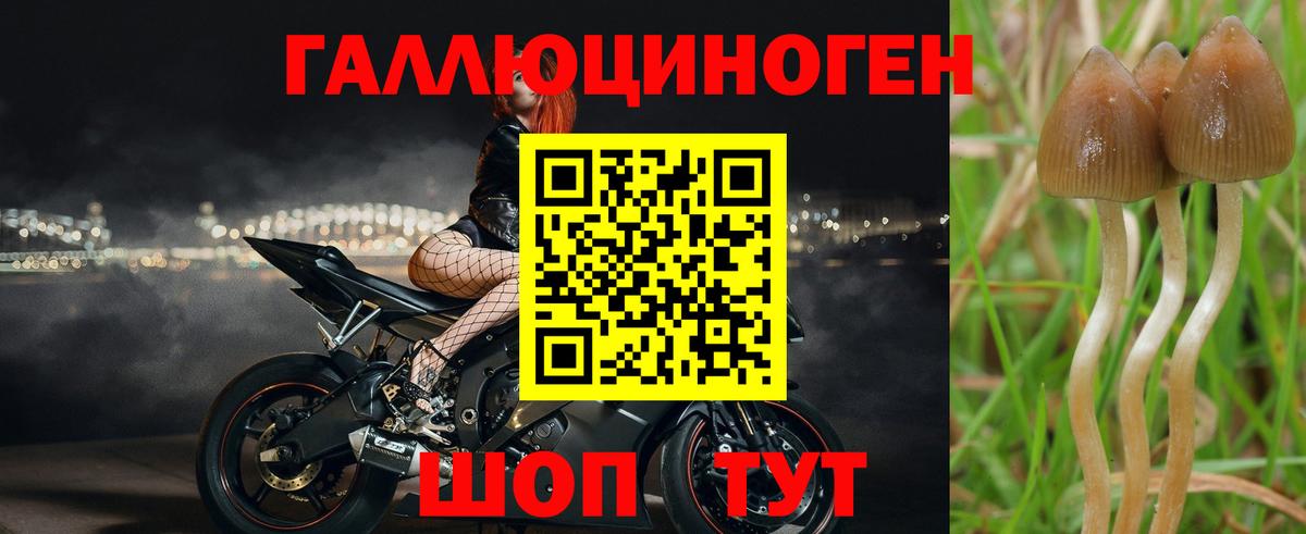 Галлюциногенные грибы мицелий  Белореченск  Псилоцибиновые грибы Psilocybe 